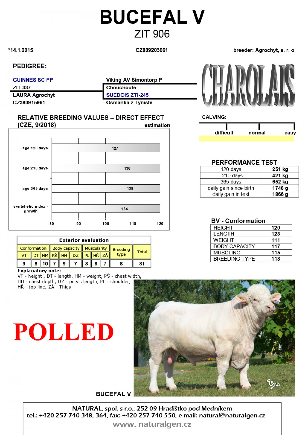 Bucefal V Charolais